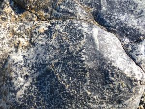 Close-up of St Peter Port Gabbro at Spur Bay on the Channel Island of Guernsey