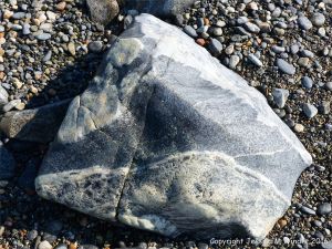 Boulder of St Peter Port Gabbro with veins at Spur Bay on the Channel Island of Guernsey