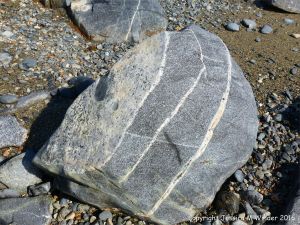 Boulder of St Peter Port Gabbro with veins at Spur Bay on the Channel Island of Guernsey