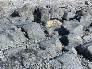 Outcrops of St Peter Port Gabbro on the shore at Spur Bay in the Channel Island of Guernsey, showing crystals aligned into bands.