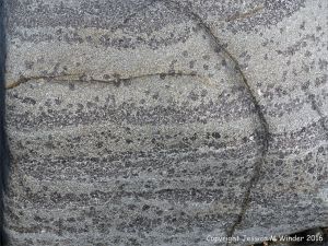 Macro of St Peter Port Gabbro on the shore at Spur Bay in the Channel Island of Guernsey, showing crystals aligned into bands.
