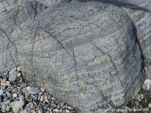 Outcrop of St Peter Port Gabbro on the shore at Spur Bay in the Channel Island of Guernsey, showing crystals aligned into bands.