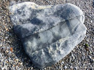 Boulder of St Peter Port Gabbro with veins at Spur Bay on the Channel Island of Guernsey