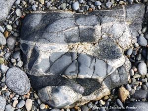 Outcrop of hornblende gabbro of the St Peter Port type showing veins