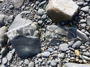 Outcrop of St Peter Port Gabbro with veins containing rock fragments at Spur Bay in the Channel Island of Guernsey