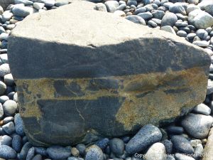 Boulder of St Peter Port Gabbro with veins containing rock fragments at Spur Bay in the Channel Island of Guernsey