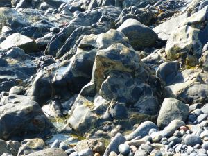 Outcrop of St Peter Port Gabbro with veins containing rock fragments at Spur Bay in the Channel Island of Guernsey