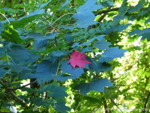Fallen autumn leaves in the British countryside