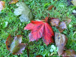 Fallen autumn leaves in the British countryside
