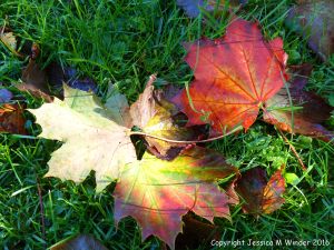 Fallen autumn leaves in the British countryside