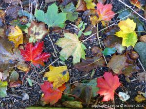 Fallen autumn leaves in the British countryside