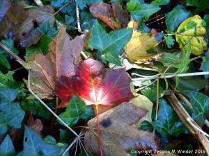 Fallen autumn leaves in the British countryside