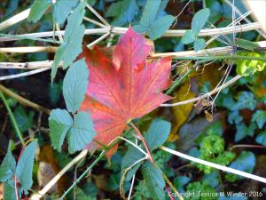 Fallen autumn leaves in the British countryside