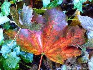 Fallen autumn leaves in the British countryside