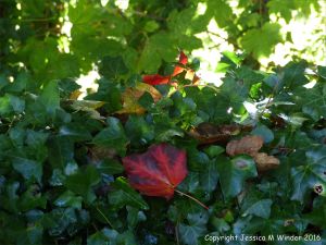 Fallen autumn leaves in the British countryside