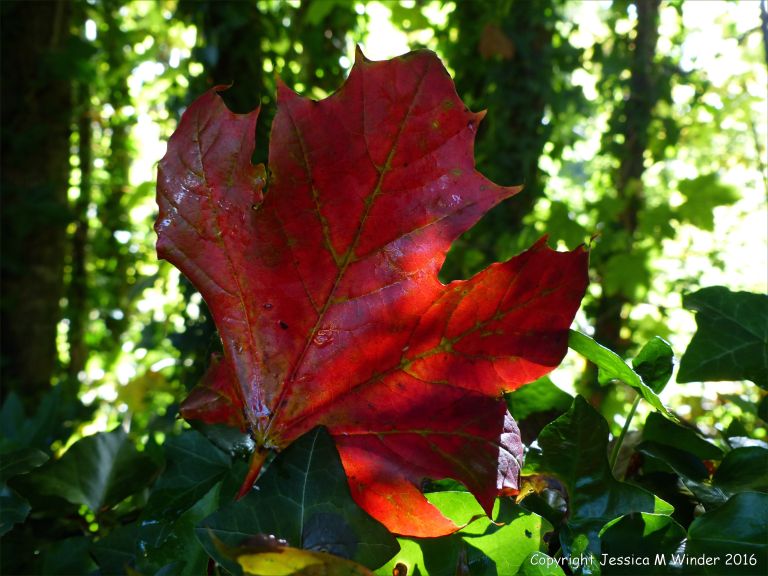 Fallen autumn leaves in the British countryside