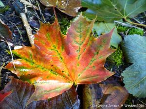 Fallen autumn leaves in the British countryside