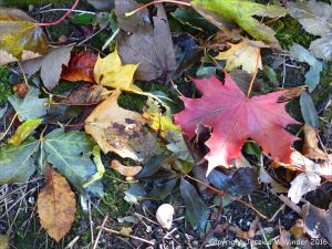 Fallen autumn leaves in the British countryside