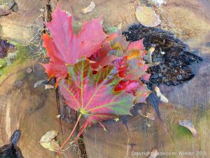 Fallen autumn leaves in the British countryside