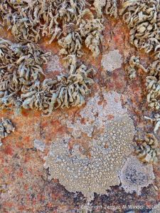 Lichens on Cobo Granite