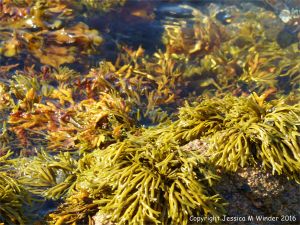 Seaweed at Cobo Bay