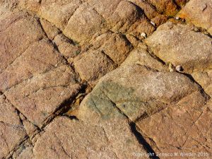 Cobo Granite with xenolith