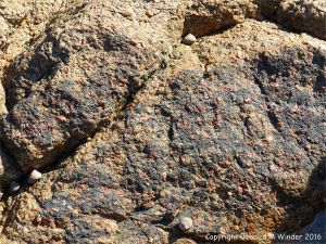 Rock close-up of Granite-Diorite Marginal Facies at Cobo Bay