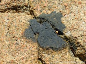 Cobo Granite with xenolith
