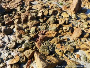 Granite-Diorite Marginal Facies at Cobo Bay in Guernsey, C. I.