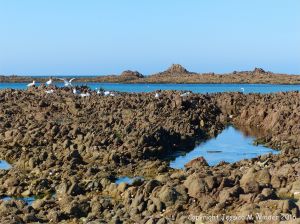 Low tide rocks at Cobo Bay
