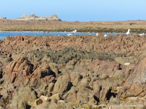 Granite-Diorite Marginal Facies at Cobo Bay in Guernsey, C. I.