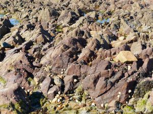 Rocky outcrops at low tide in Cobo Bay