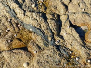 Black vein running through granite at Cobo Bay
