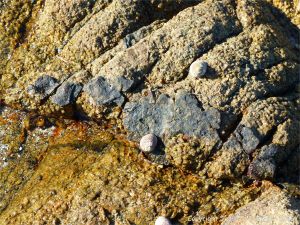 Black vein running through granite at Cobo Bay