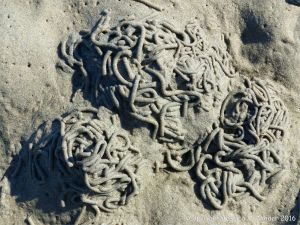 Lug worm casts at Cobo Bay