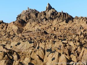 Jagged rock outcrop at Cobo Bay