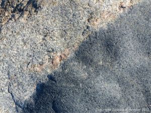 Bordeaux Diorite and xxx junction in a boulder at Cobo Bay.