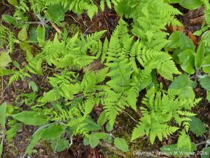 Ferns and other gpring ground cover plants in an ancient hardwood forest