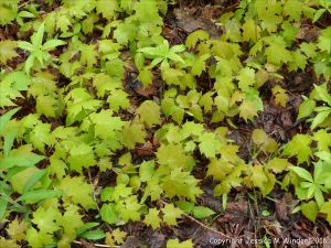 Forest floor covered with Sugar Maple seedlings
