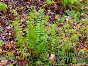 Ferns on the forest floor at Lone Shieling