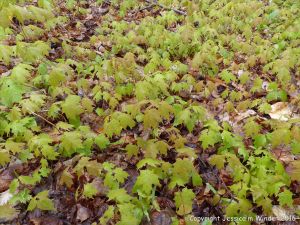 Forest floor covered with Sugar Maple seedlings at Lone Shieling