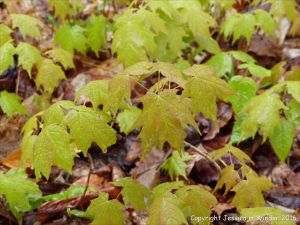 Raindrop-covered Sugar Maple seedlings on the forest floor at Lone Shieling