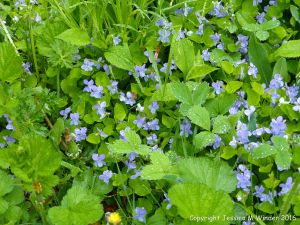 Wild violets and other ground cover plants near the Lone Shieling