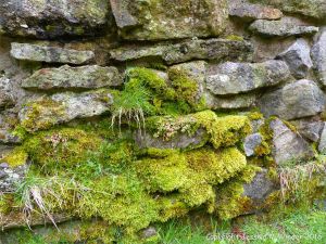 Moss-covered ancient stones in the boundary wall for the Lone Shieling