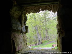 View of the forest from the window of the Lone Shieling