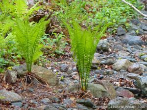 Ferns on the river bank at Lone Shieling