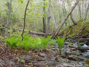 Ferns on the river bank at Lone Shieling