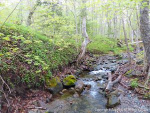 The stony river near the Lone Shieling in Grande Anse Valley