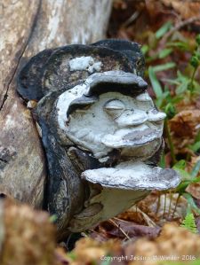 Strange bracket fungus on a tree trunk at the Lone Shieling