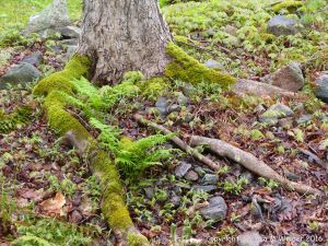 Moss-covered exposed roots of a Sugar Maple tree at Lone Shieling